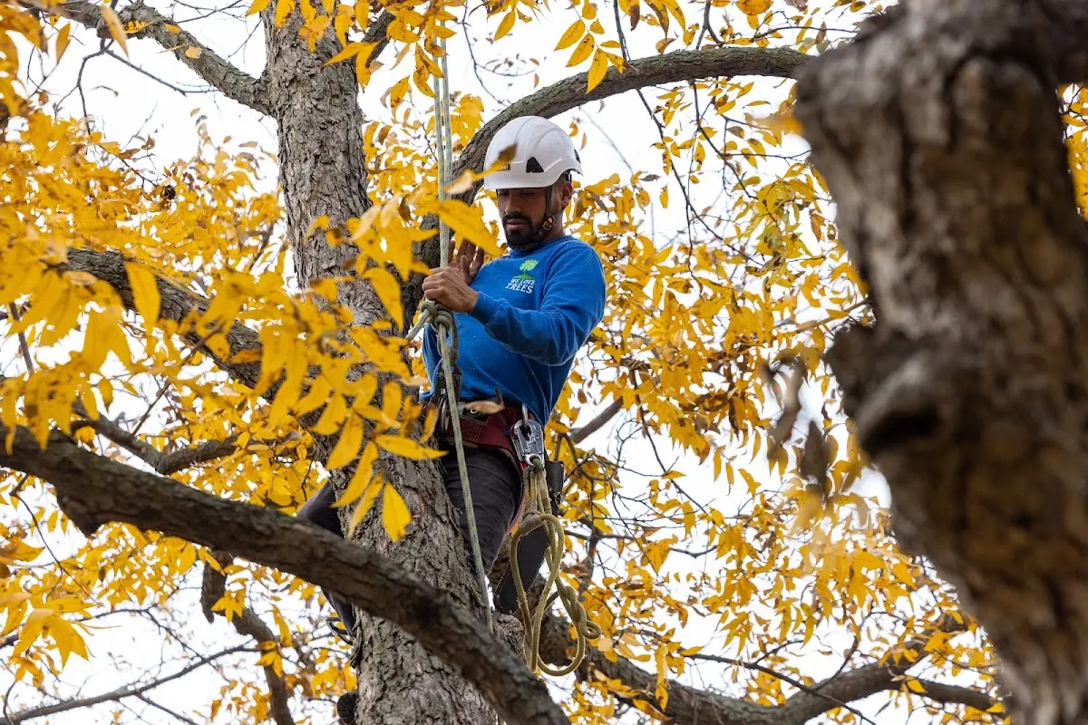 Skilled Tree Pruning crew working in Bosque Farms