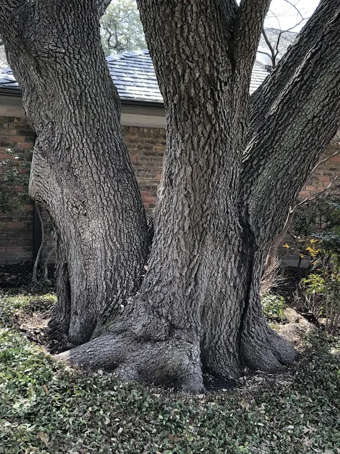 Mature heritage tree close to a Bosque Farms property cared for by certified arborists